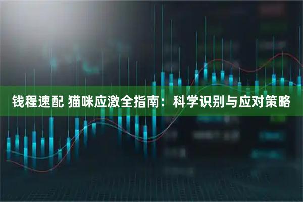钱程速配 猫咪应激全指南：科学识别与应对策略